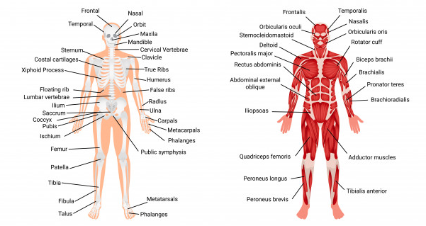 sistema muscular y osteo articular